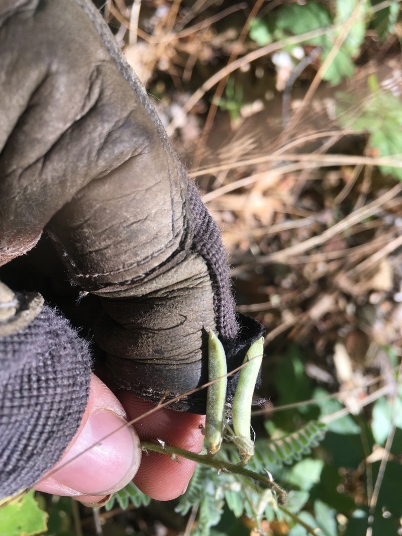 Congdon's Milkvetch photo 4