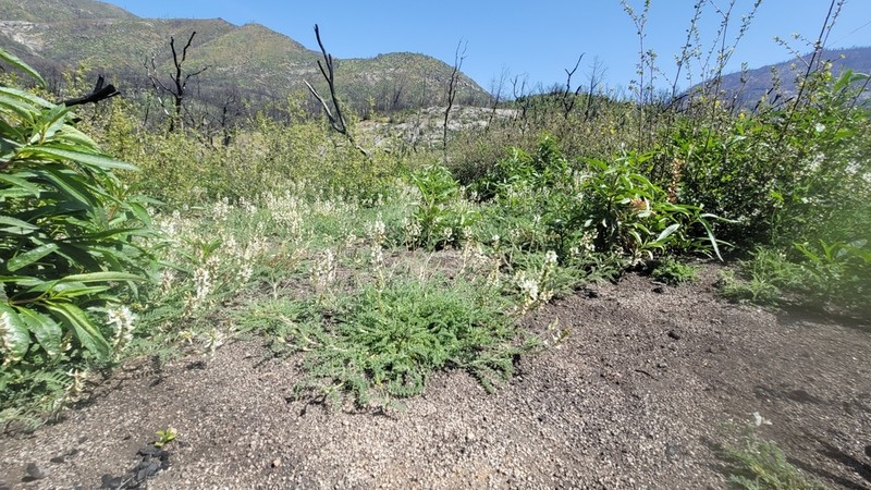 Congdon's Milkvetch photo 5