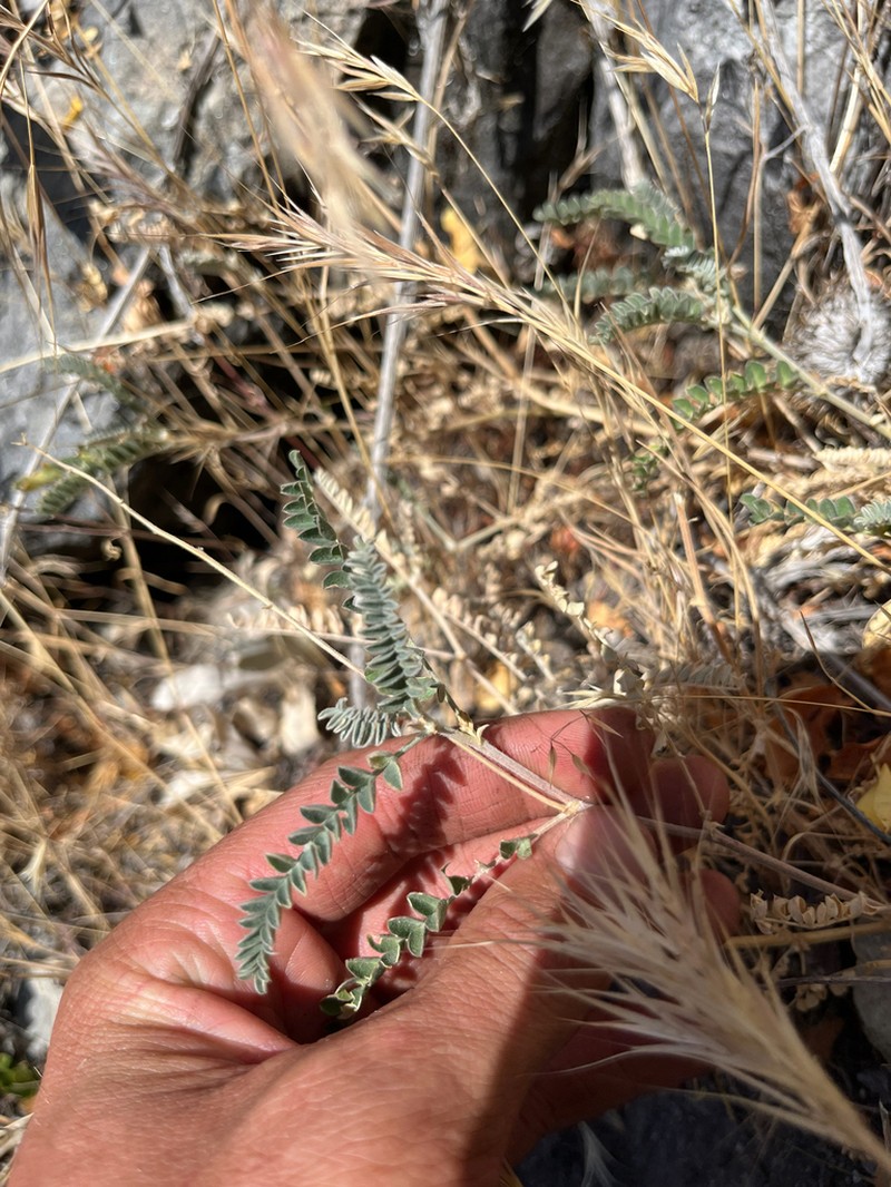 Congdon's Milkvetch photo 6