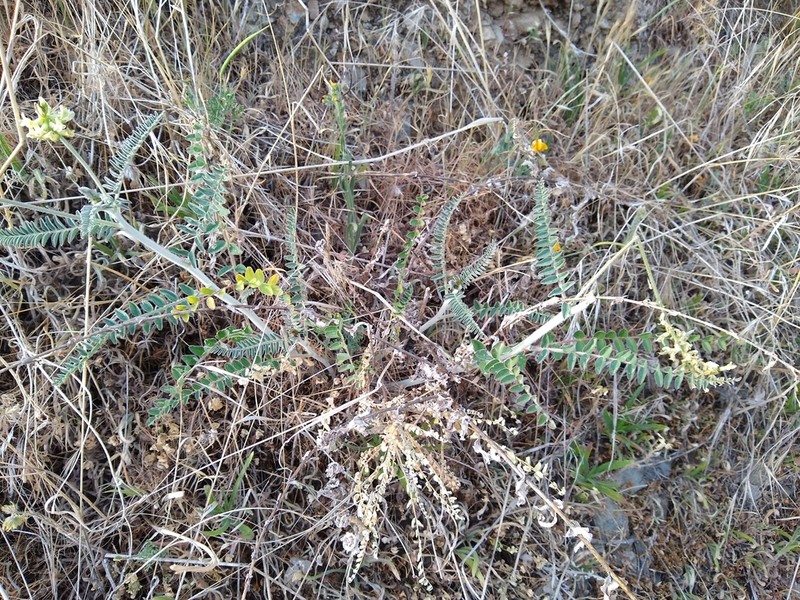 Congdon's Milkvetch photo 7