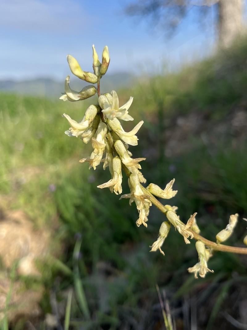 Congdon's Milkvetch photo 3