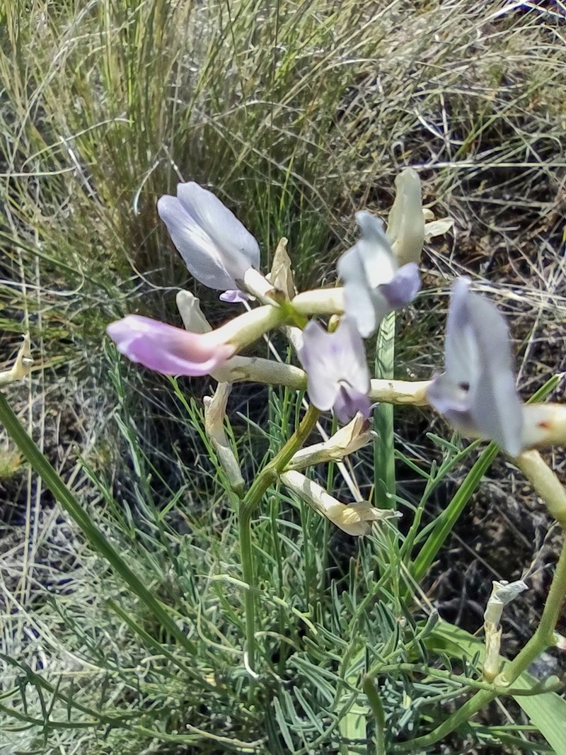 Idaho Milkvetch