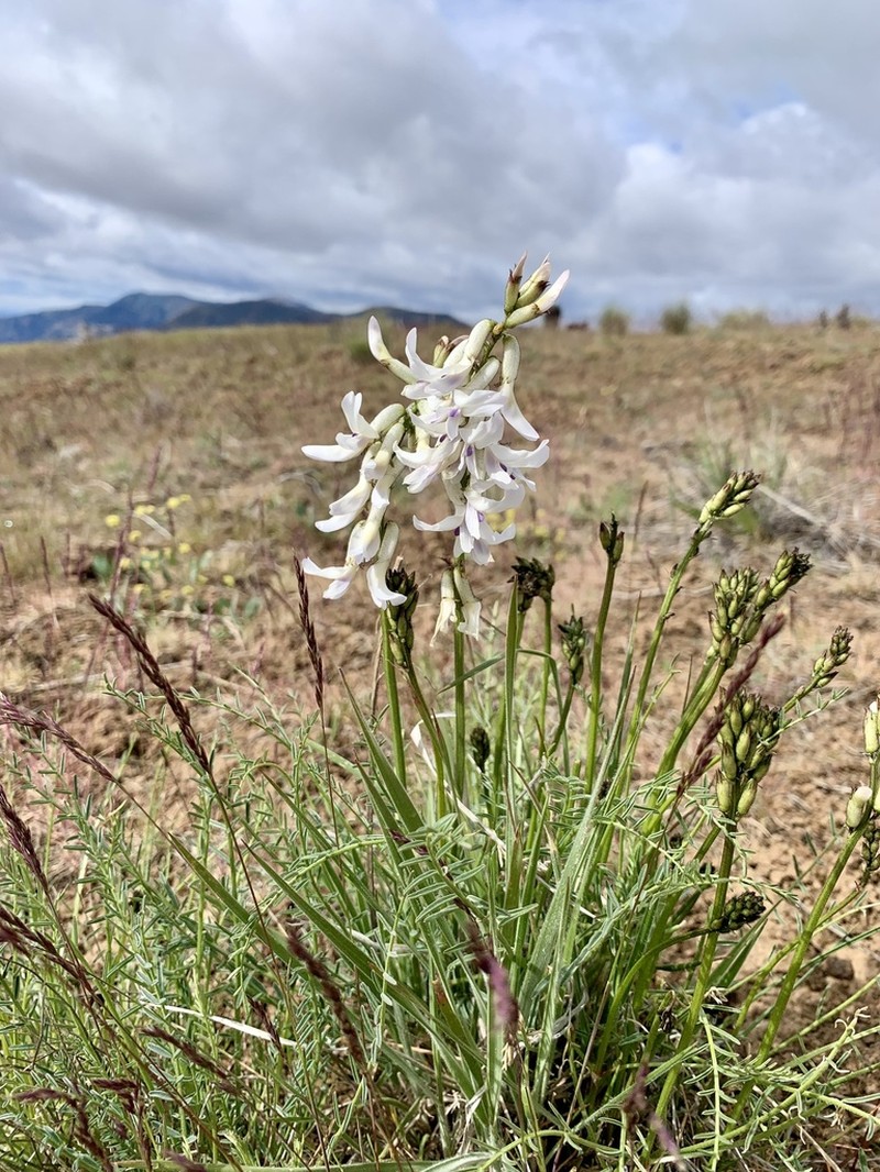 Idaho Milkvetch photo 3