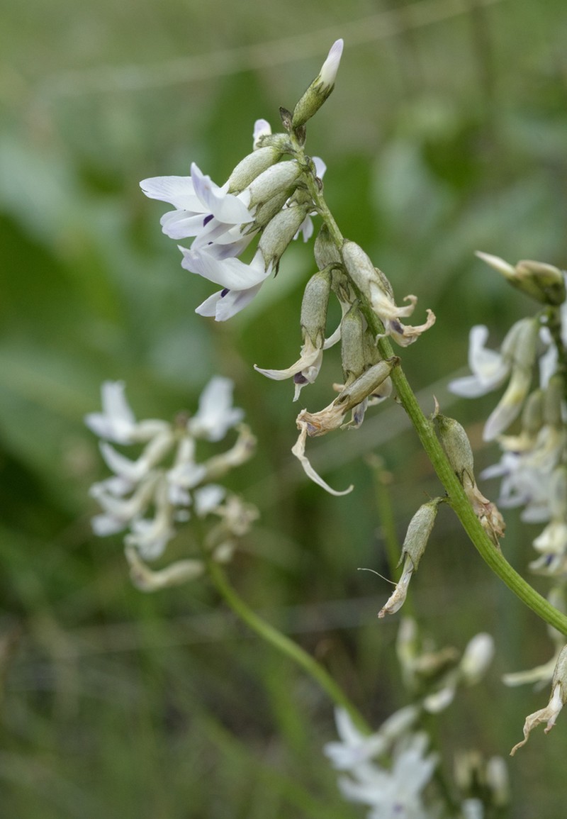 Idaho Milkvetch photo 4
