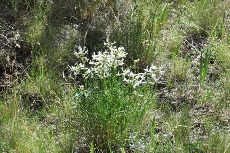 Idaho Milkvetch photo 5