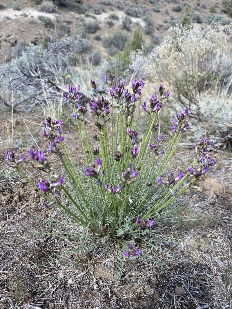 Idaho Milkvetch photo 6