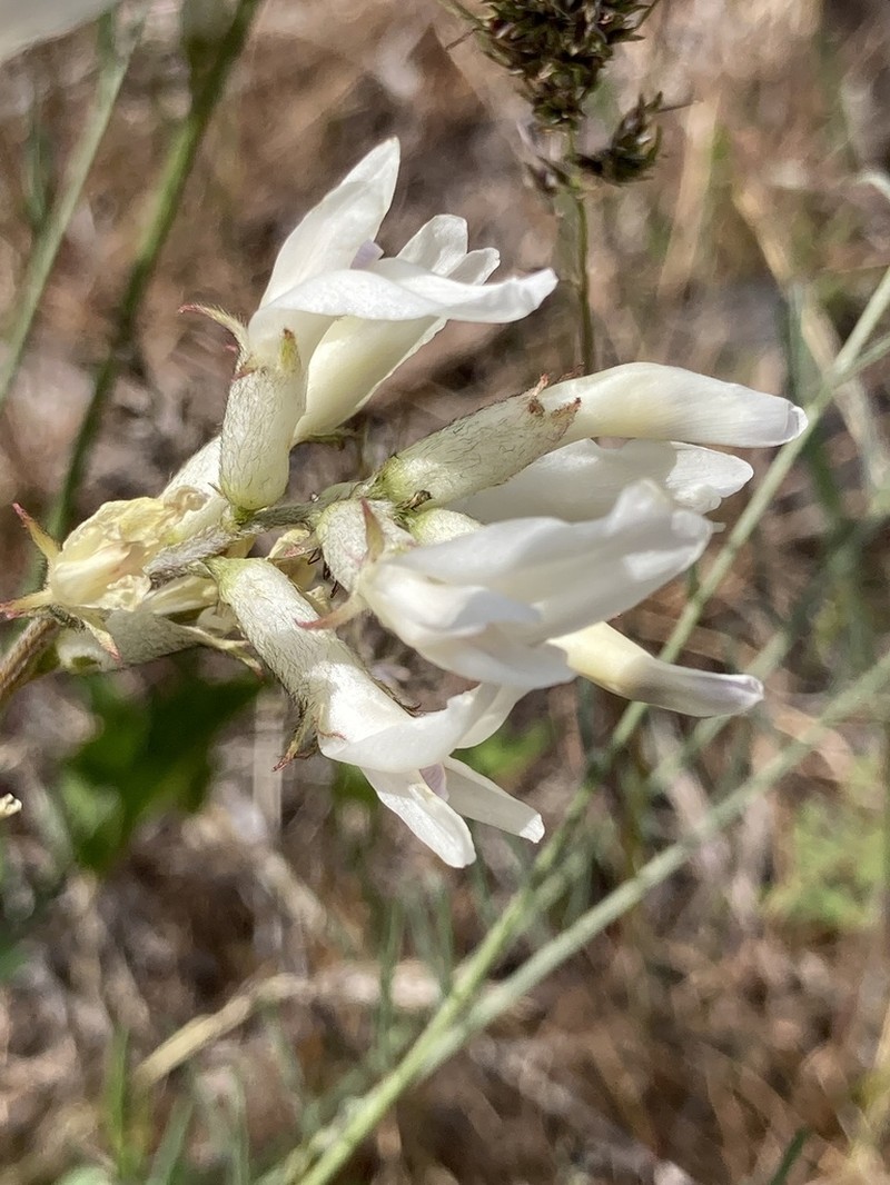 Idaho Milkvetch photo 7