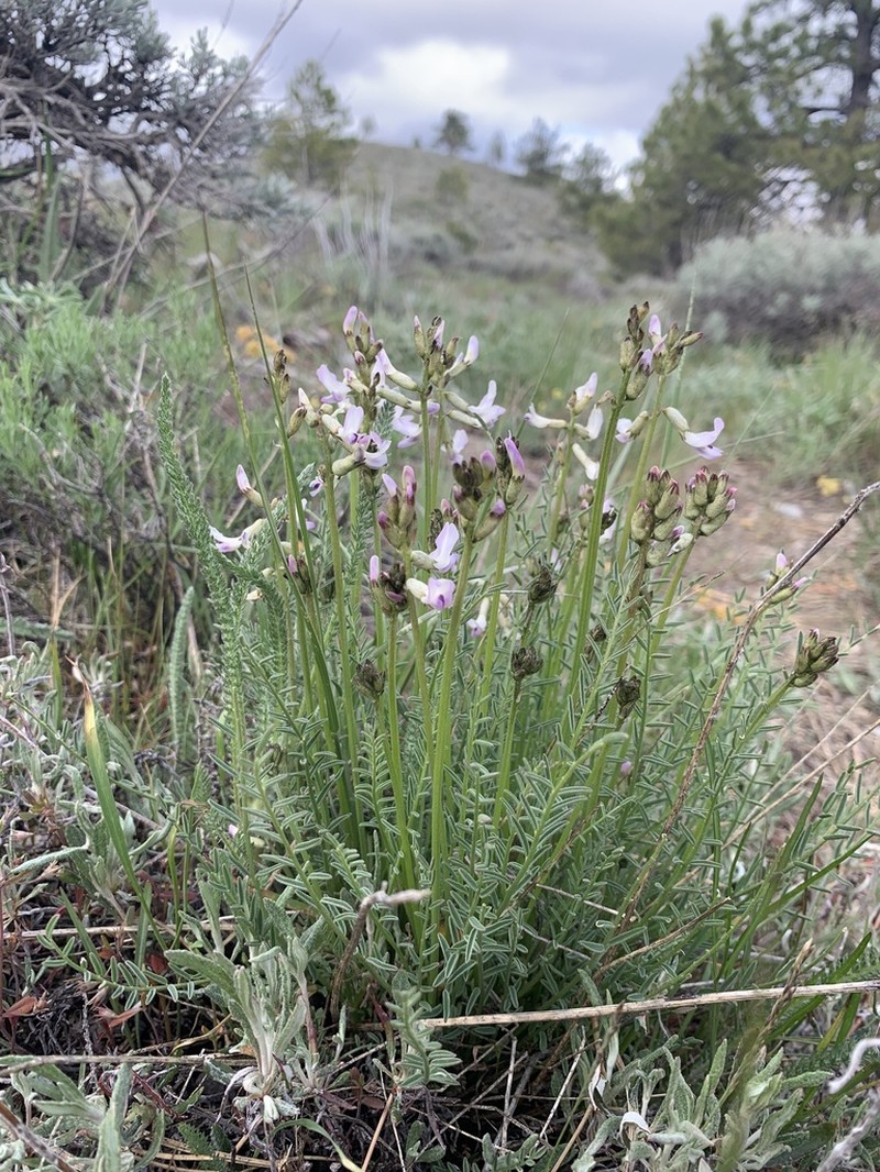 Idaho Milkvetch photo 8