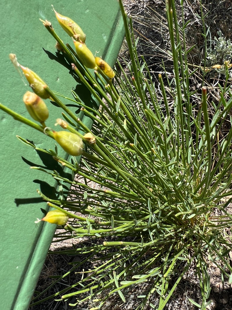 Astragalus conjunctus var. conjunctus