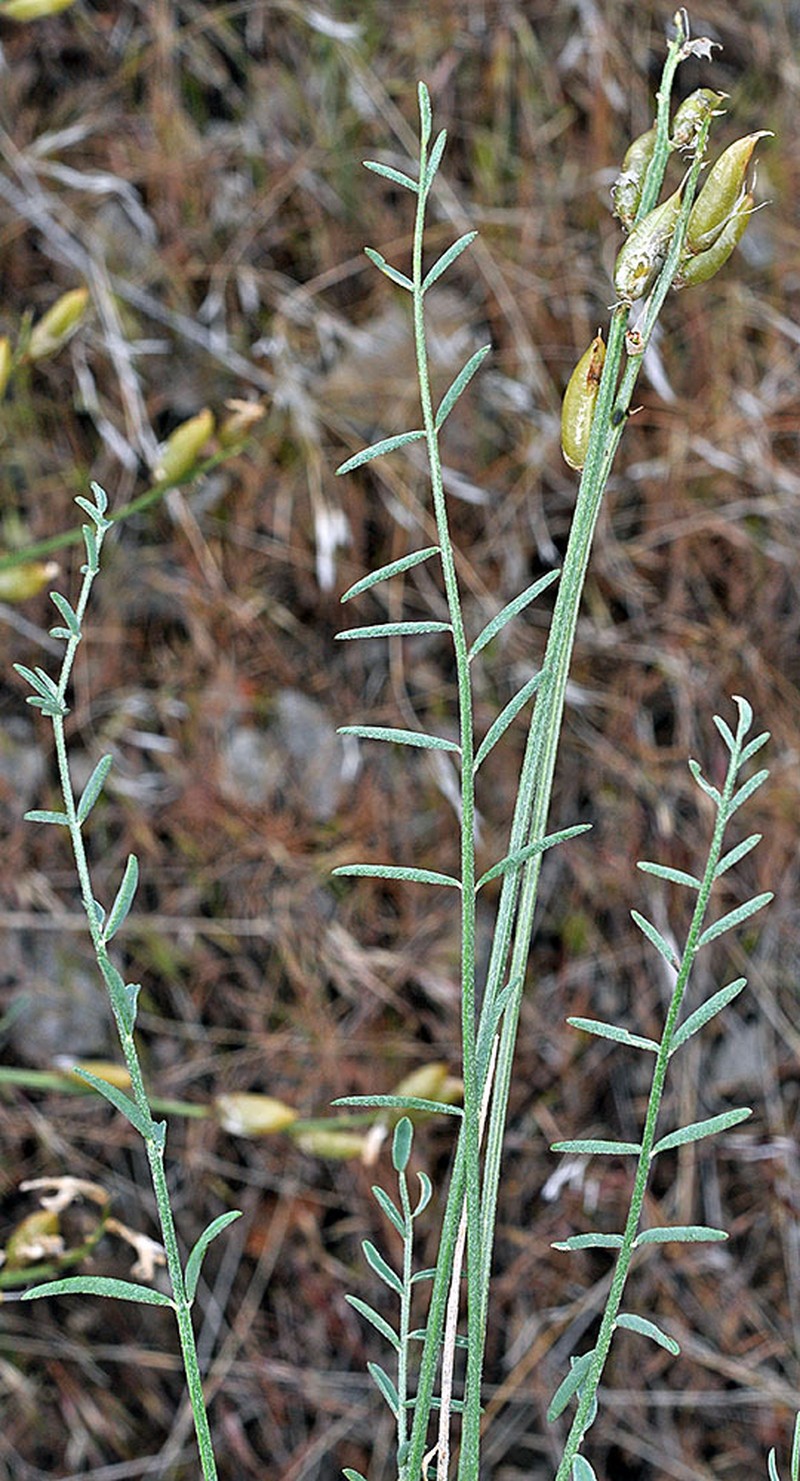 Astragalus conjunctus var. conjunctus photo 2
