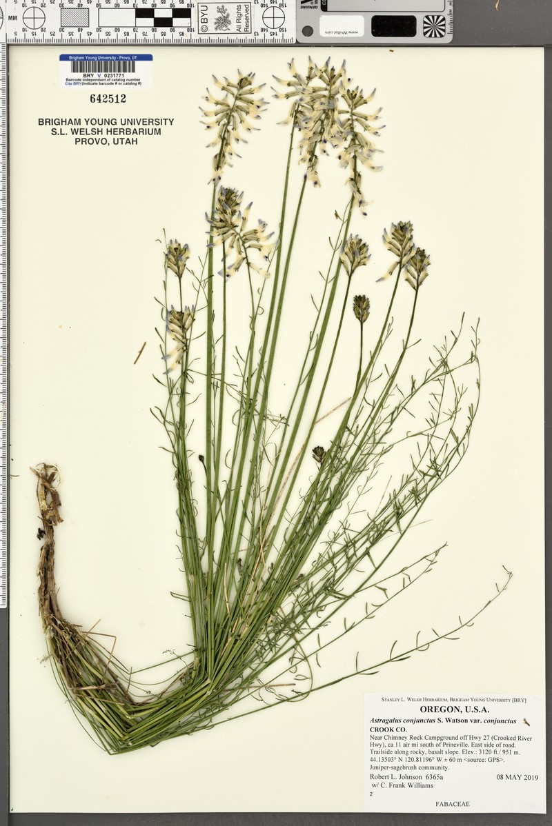 Astragalus conjunctus var. conjunctus photo 3