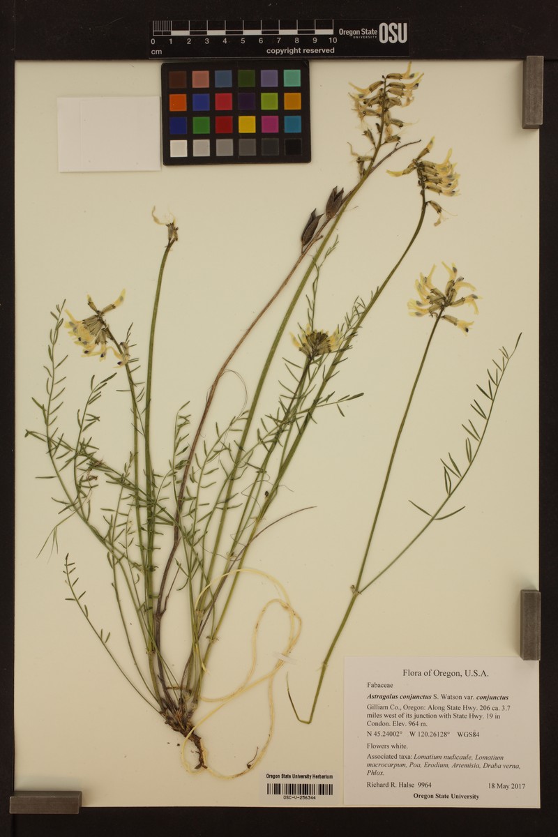 Astragalus conjunctus var. conjunctus photo 4