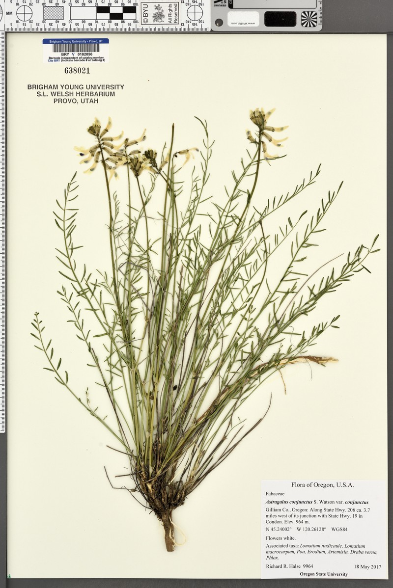 Astragalus conjunctus var. conjunctus photo 5