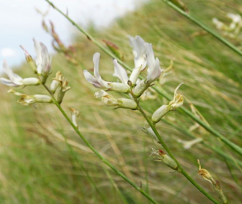 Astragalus conjunctus var. rickardii