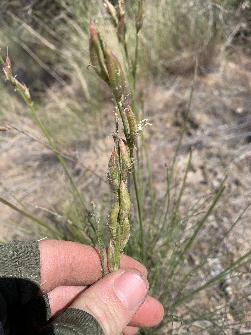 Astragalus conjunctus var. rickardii photo 2