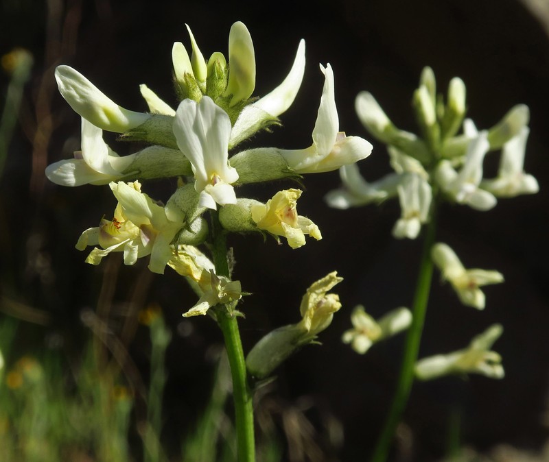 Astragalus conjunctus var. rickardii photo 3