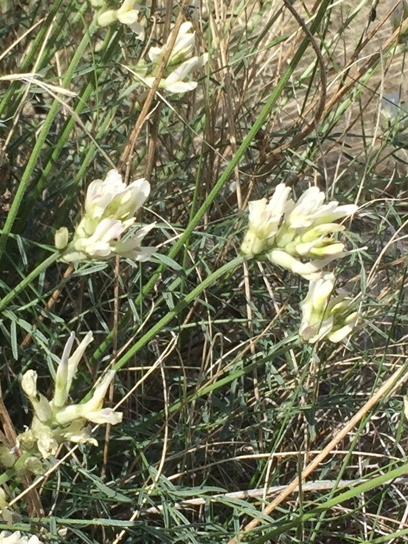 Astragalus conjunctus var. rickardii photo 4