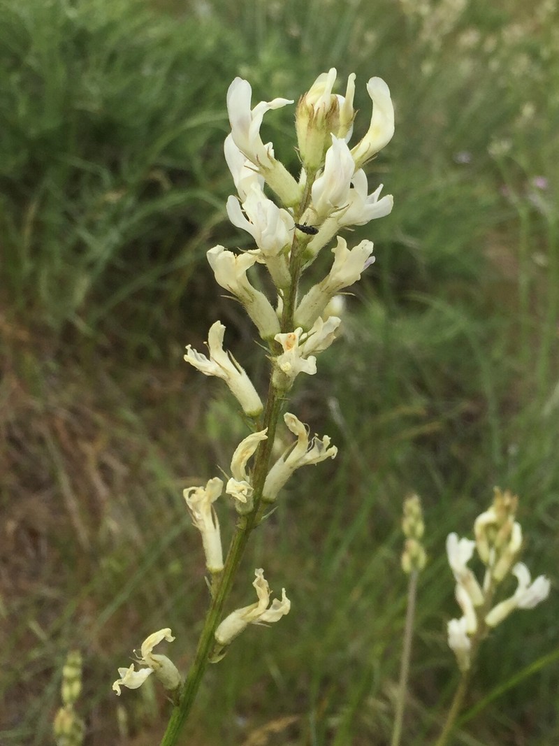 Astragalus conjunctus var. rickardii photo 5