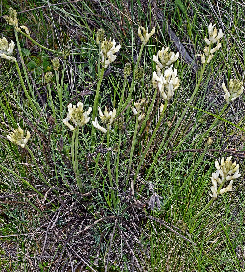 Astragalus conjunctus var. rickardii photo 6