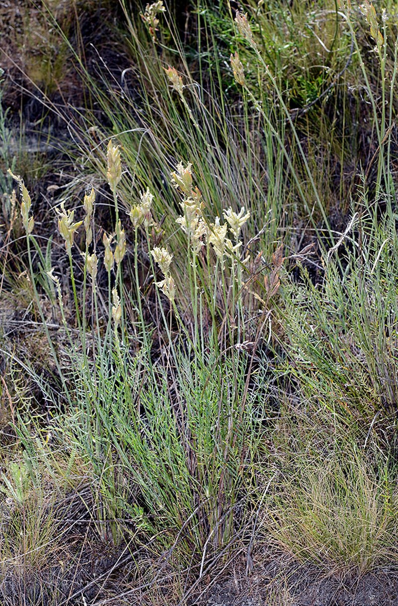 Astragalus conjunctus var. rickardii photo 7