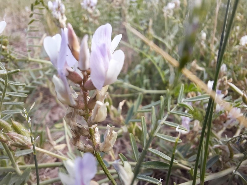Astragalus consanguineus