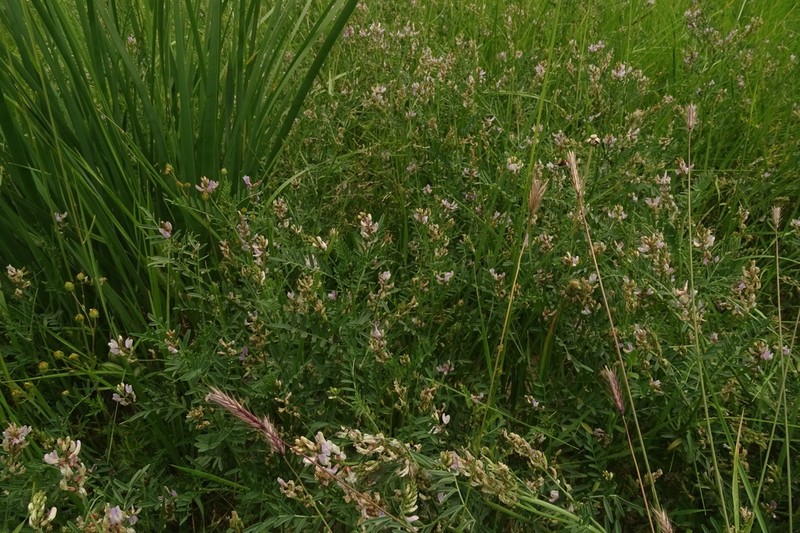 Astragalus consanguineus photo 2