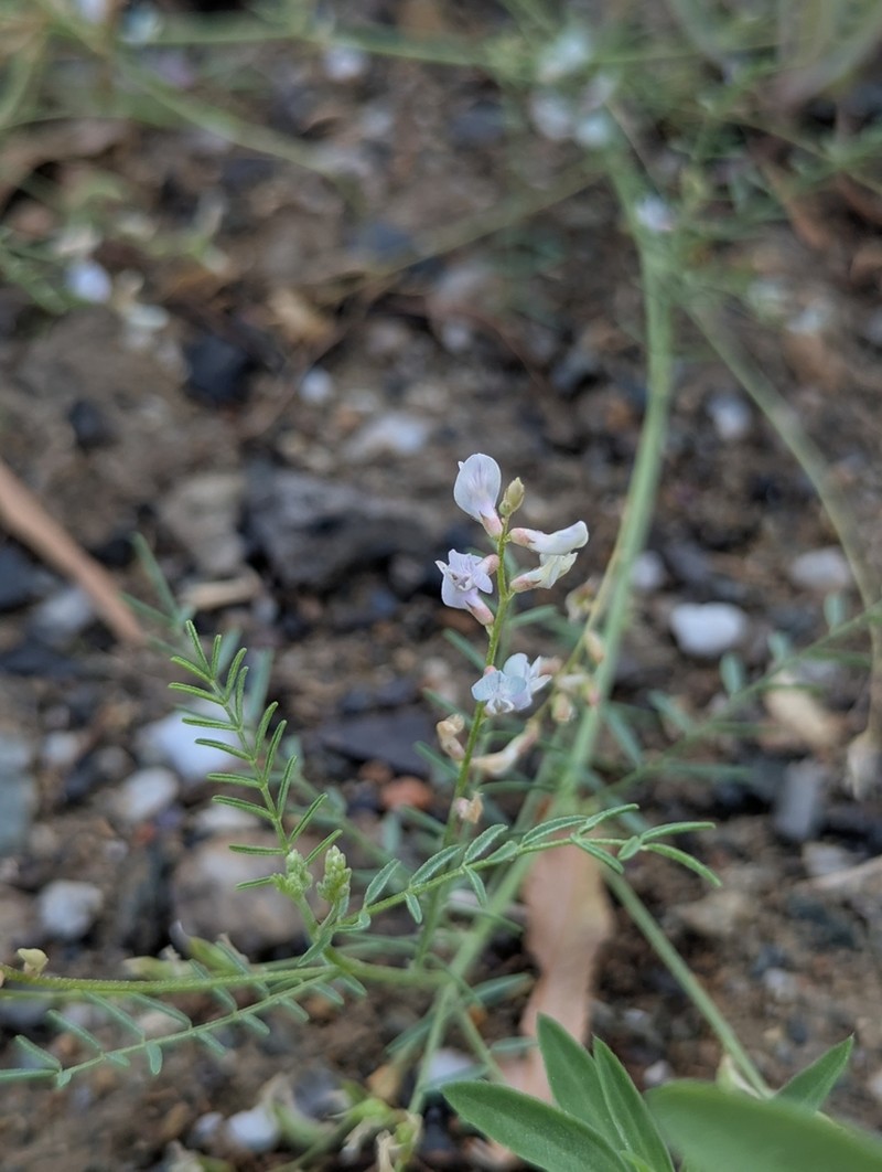 Astragalus consanguineus photo 3