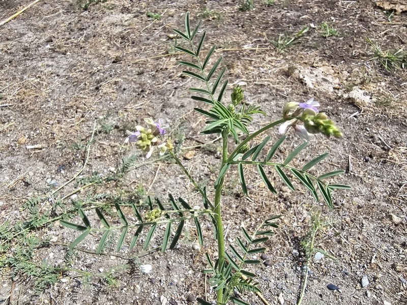 Astragalus consanguineus photo 4