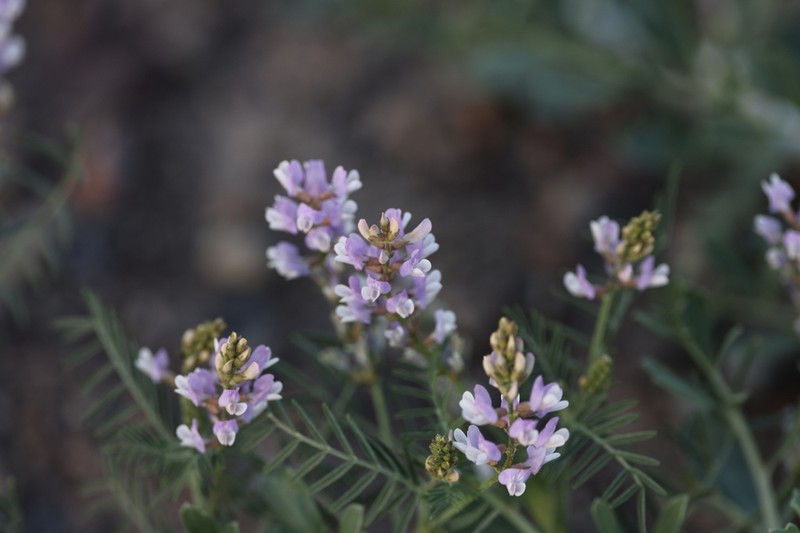 Astragalus consanguineus photo 5