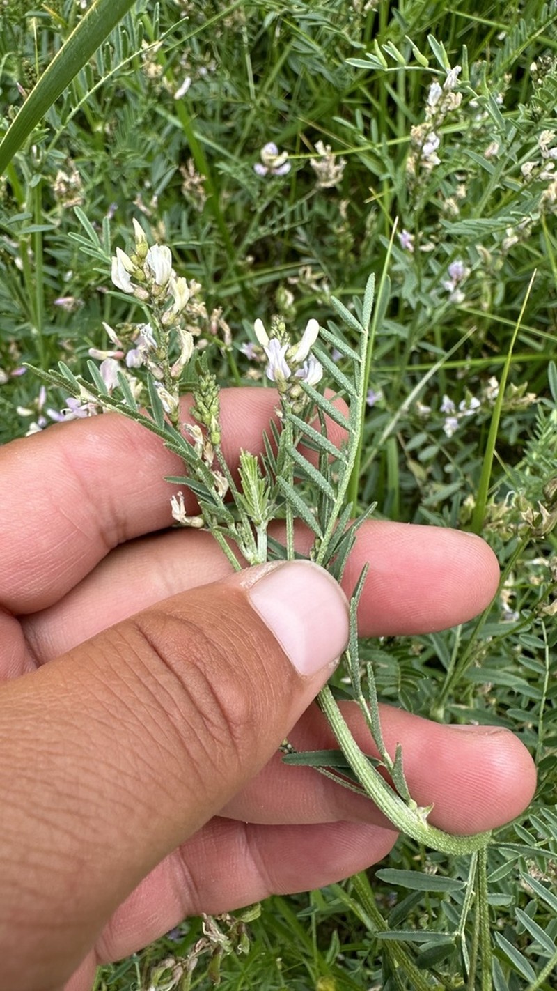 Astragalus consanguineus photo 6