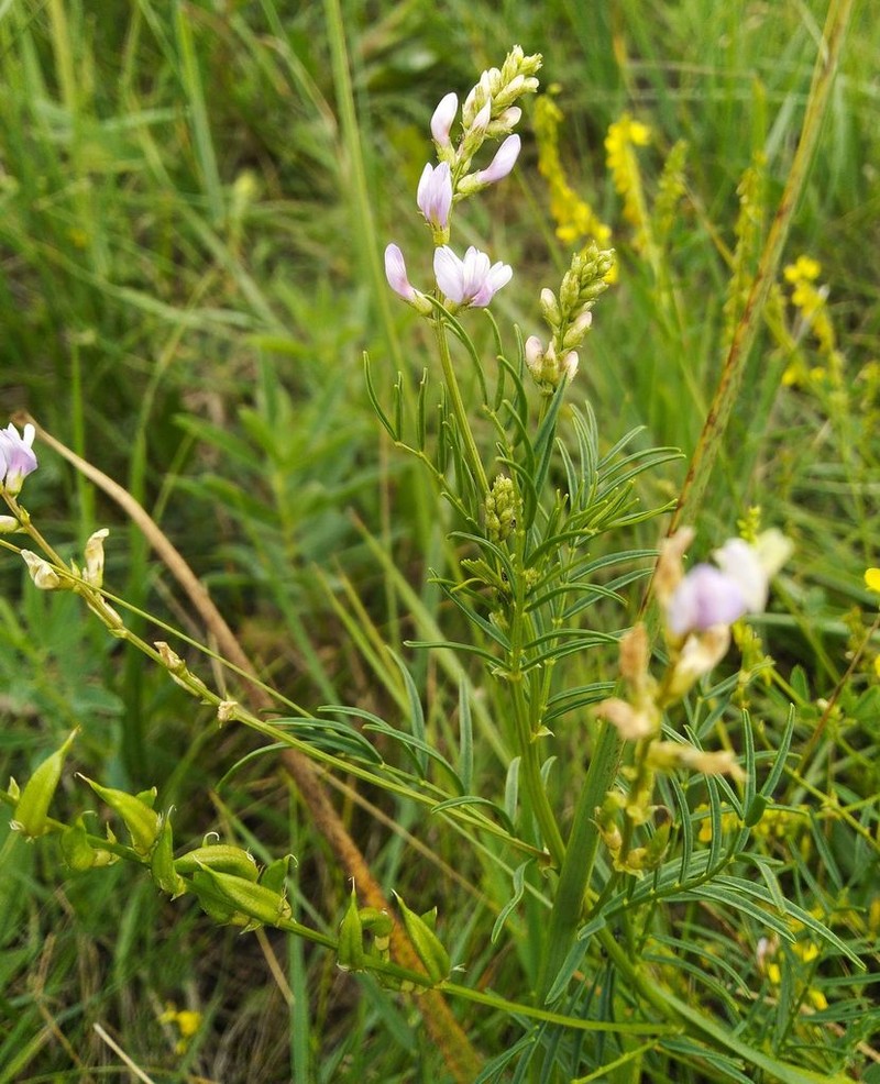 Astragalus consanguineus photo 7