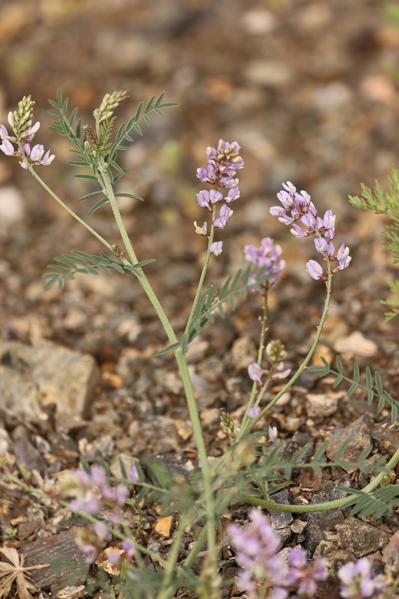 Astragalus consanguineus photo 8