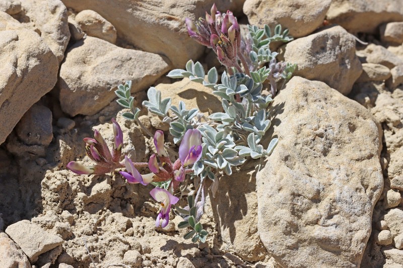 Bicknell's Milkvetch