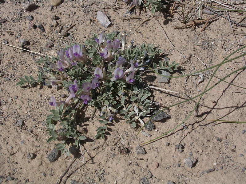 Bicknell's Milkvetch photo 2