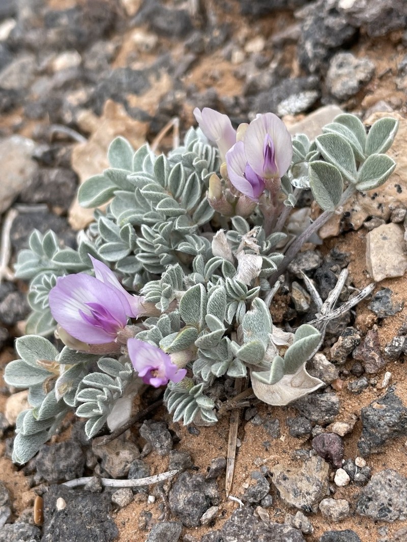 Bicknell's Milkvetch photo 5