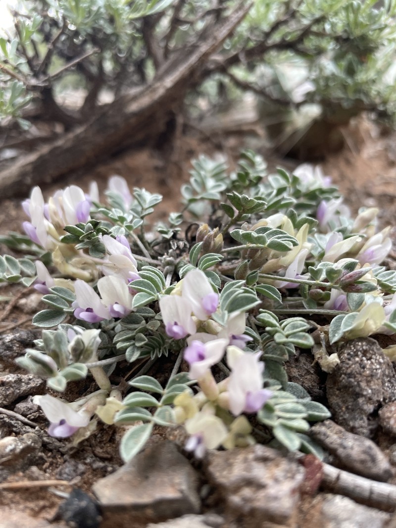 Bicknell's Milkvetch photo 6