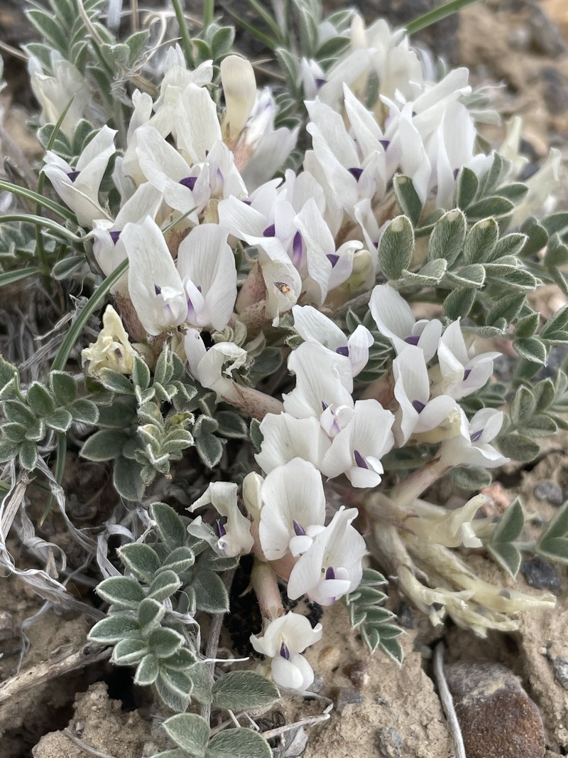 Bicknell's Milkvetch photo 7