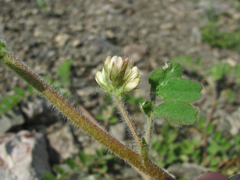 Hungarian Milkvetch photo 3
