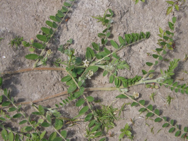 Hungarian Milkvetch photo 4