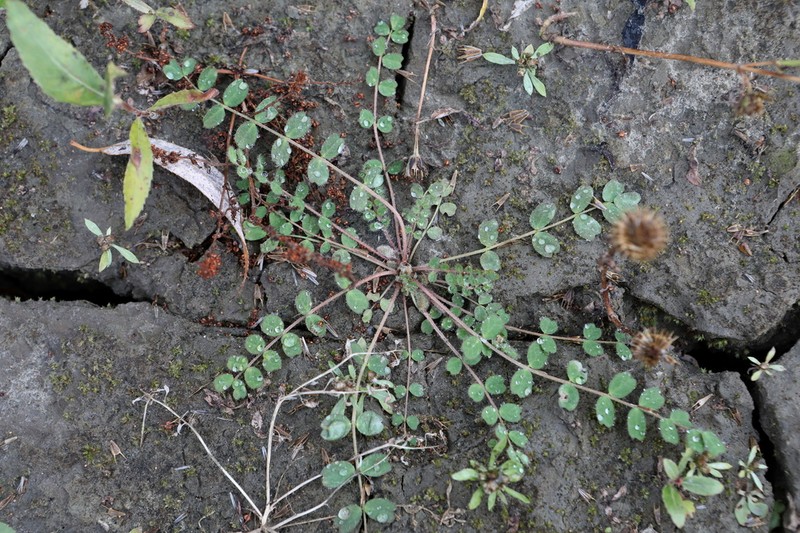 Hungarian Milkvetch photo 5