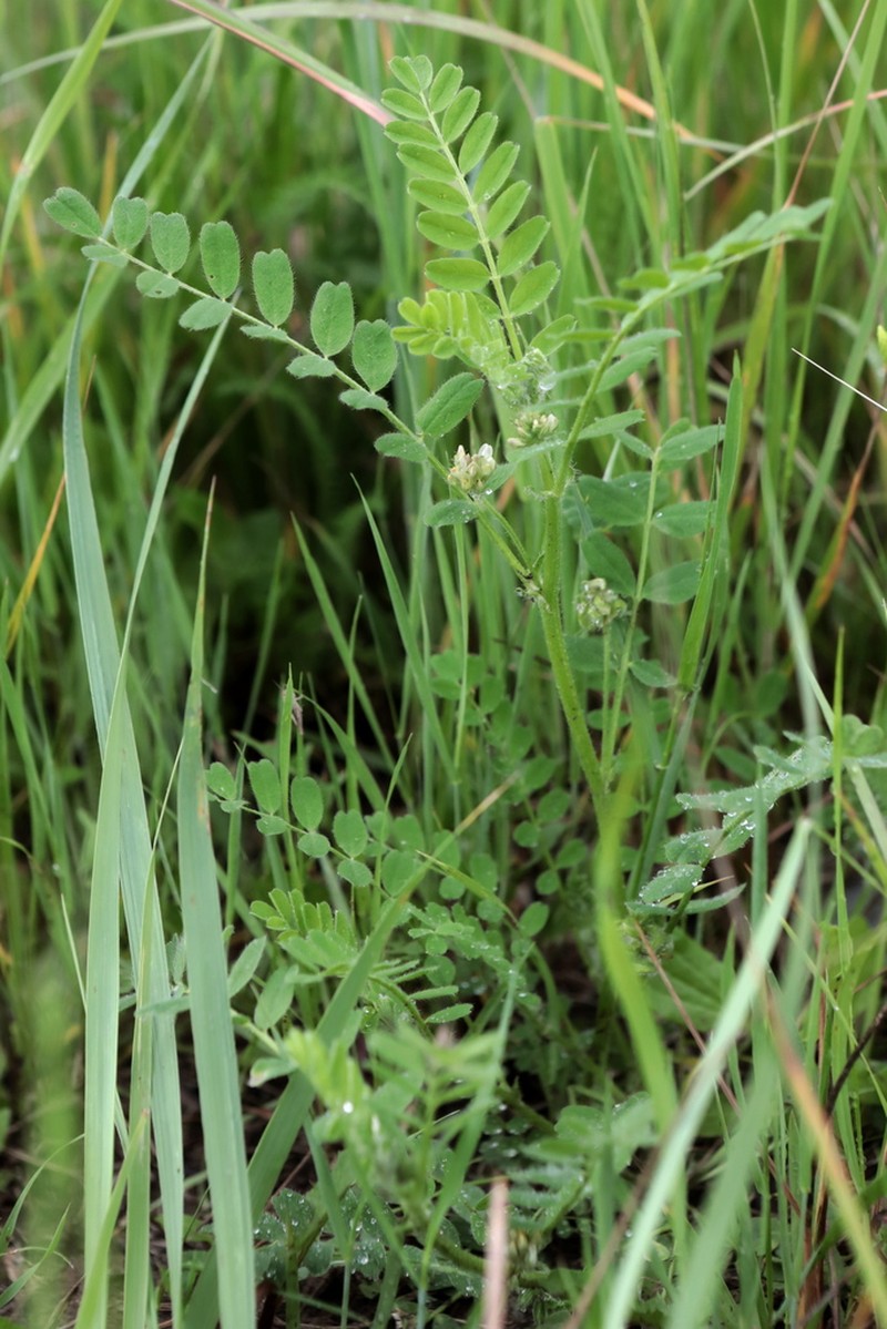 Hungarian Milkvetch photo 6