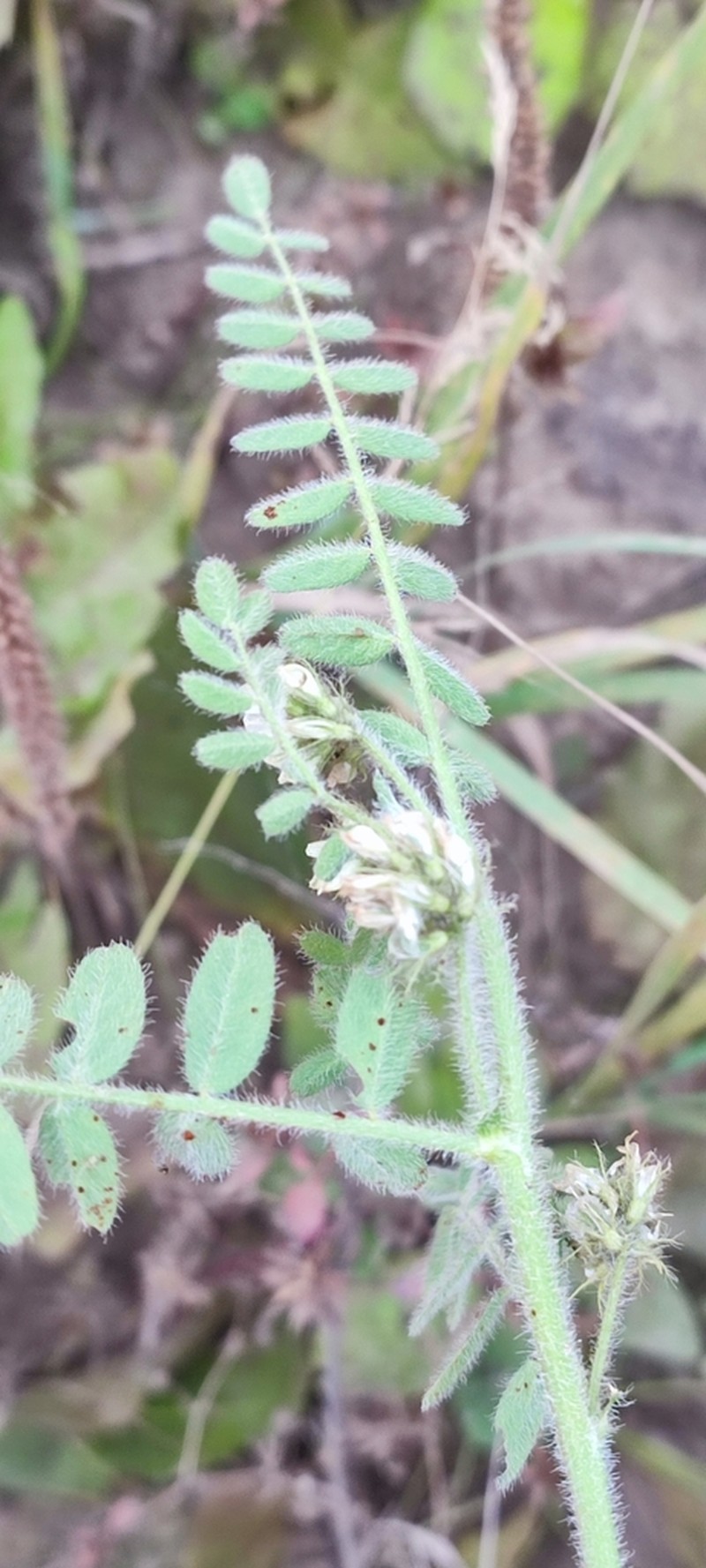 Hungarian Milkvetch photo 7