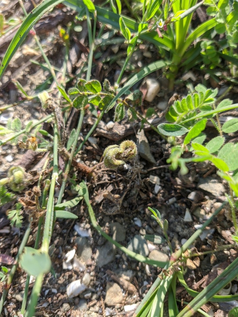 Hungarian Milkvetch photo 8