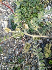 Hungarian Milkvetch