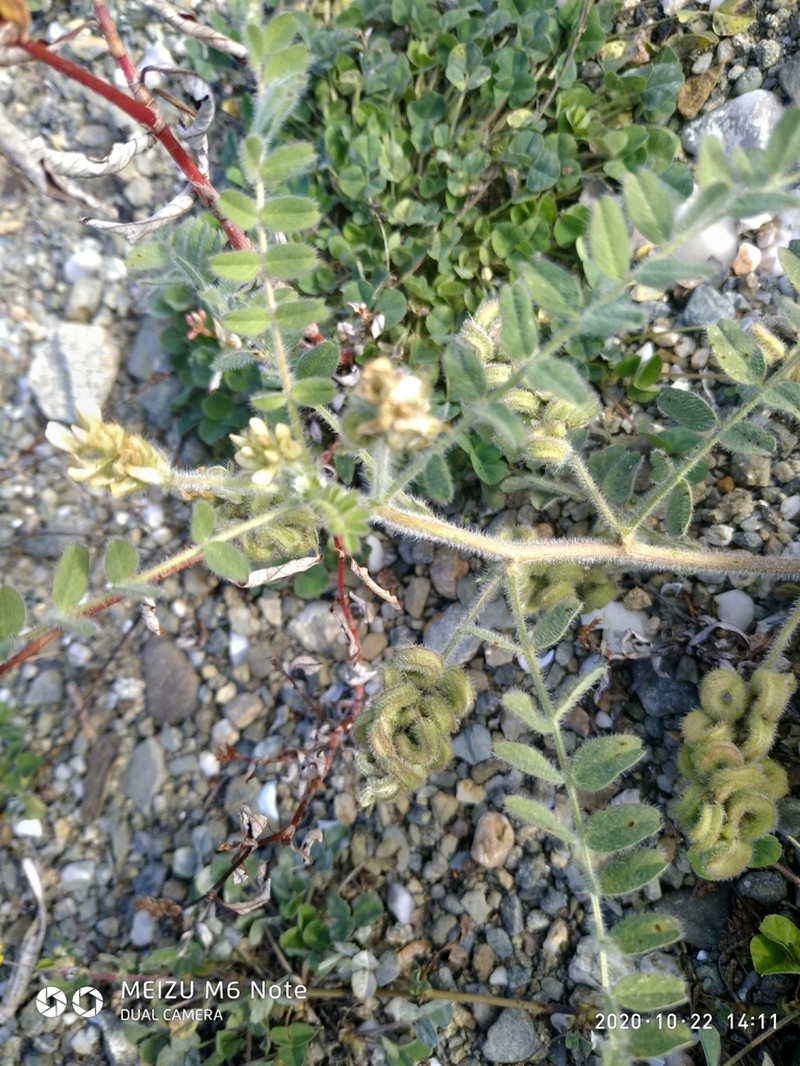 Hungarian Milkvetch