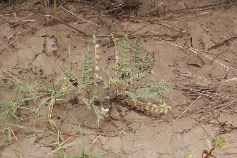Hungarian Milkvetch photo 2