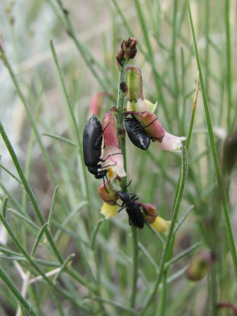 Lesser Rushy Milkvetch