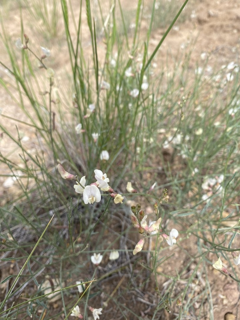 Lesser Rushy Milkvetch photo 2