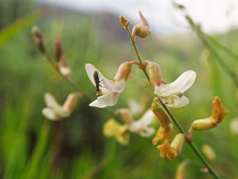 Lesser Rushy Milkvetch photo 3