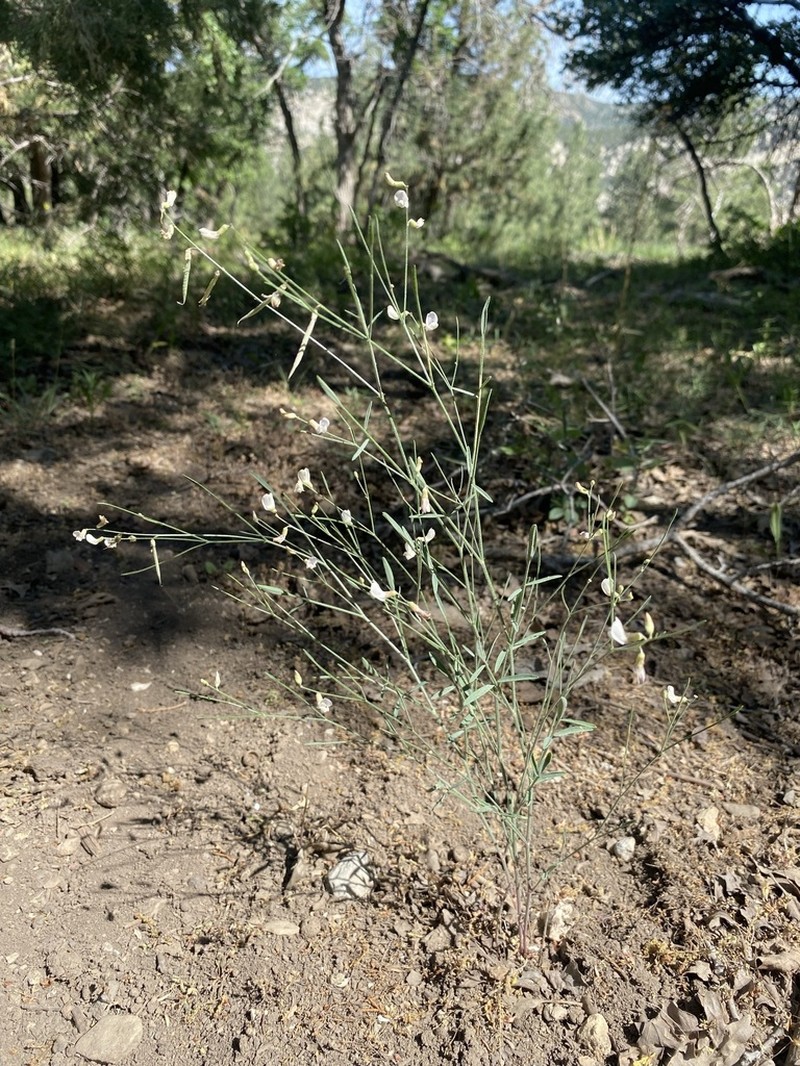 Lesser Rushy Milkvetch photo 4